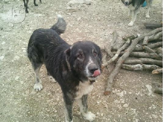 πωλουνται τσοπανοσκυλα (ελληνικος ποιμενικος)